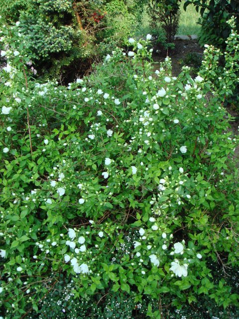 Philadelphus x 'Manteau d'Hermine' P12